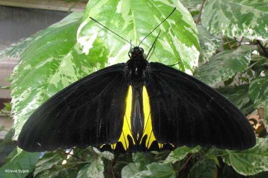 Image of Common birdwing