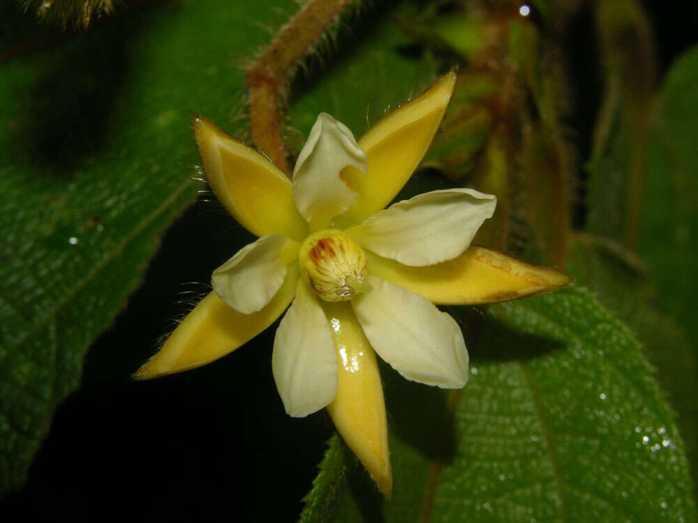 Image of Apeiba tibourbou Aubl.