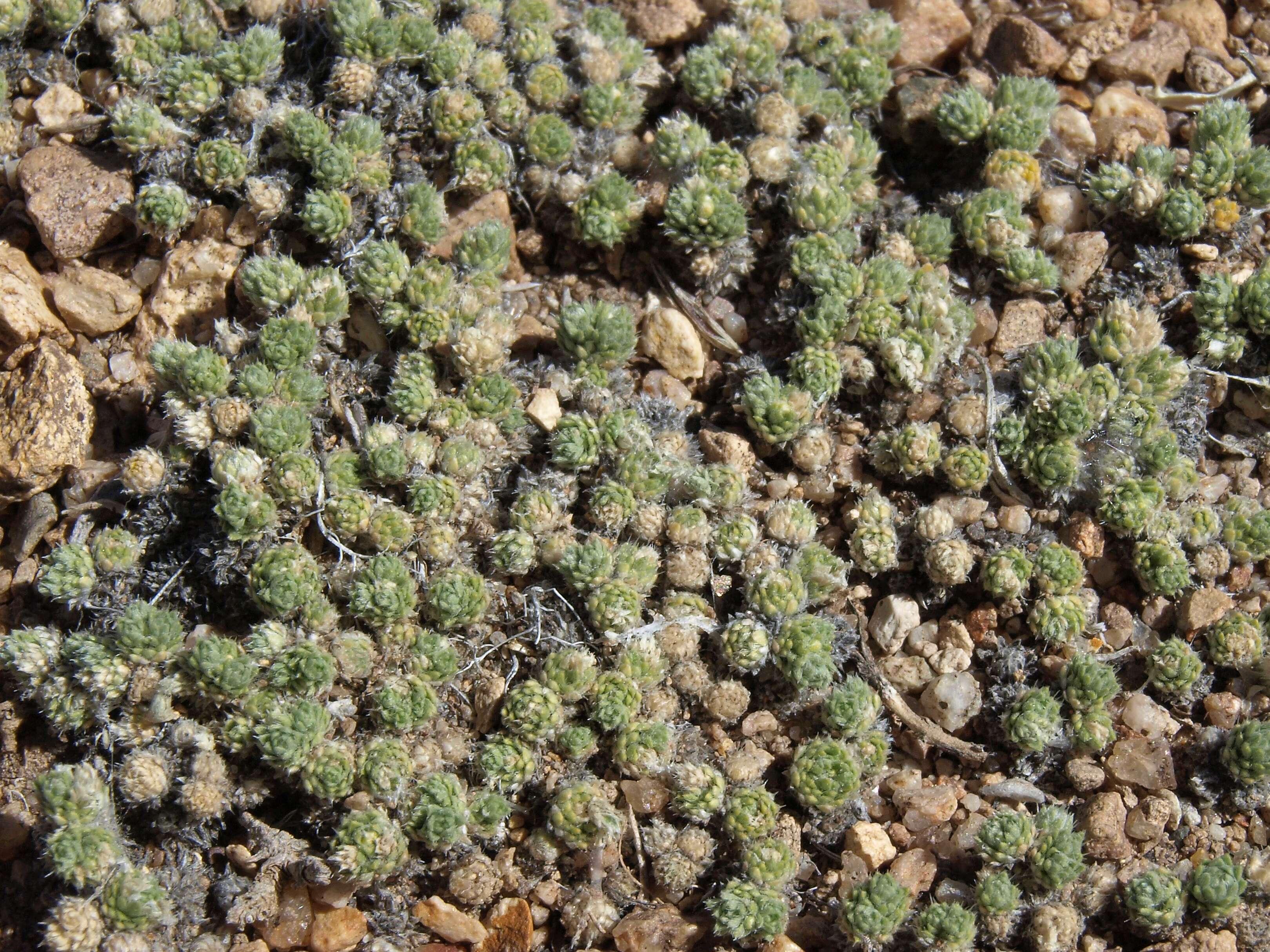 Image of Bodie Hills cusickiella