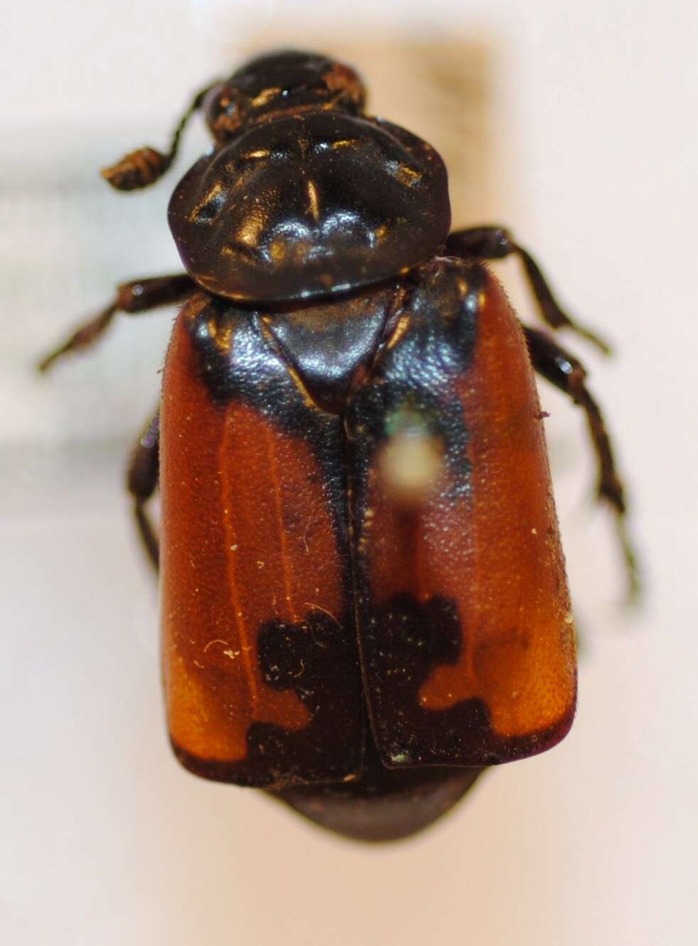 Image of Nicrophorus (Nicrophorus) chilensis (Philippi & R. A. 1871)