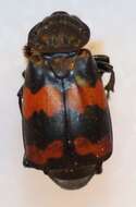 Nicrophorus (Nicrophorus) didymus (Brullé 1836) resmi