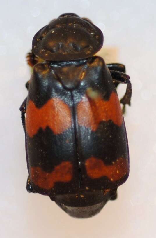 Nicrophorus (Nicrophorus) didymus (Brullé 1836) resmi