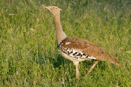 Image of Kori Bustard