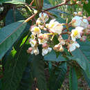 Image of Saurauia zahlbruckneri Buscal.