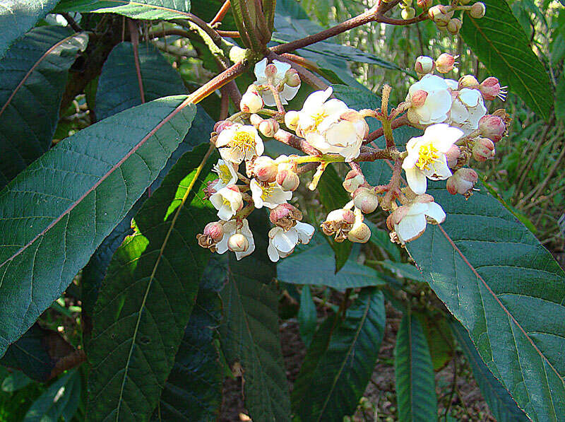 Image of Saurauia zahlbruckneri Buscal.