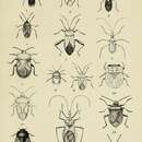 Image de Opistoplatys australasiae Westwood 1834