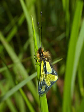 Image of Owly sulphur