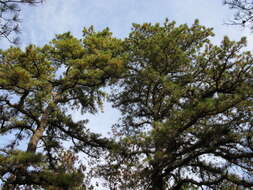 Image of pitch pine