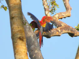 Image of Scarlet Macaw