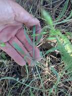 Image of Great Basin desertparsley