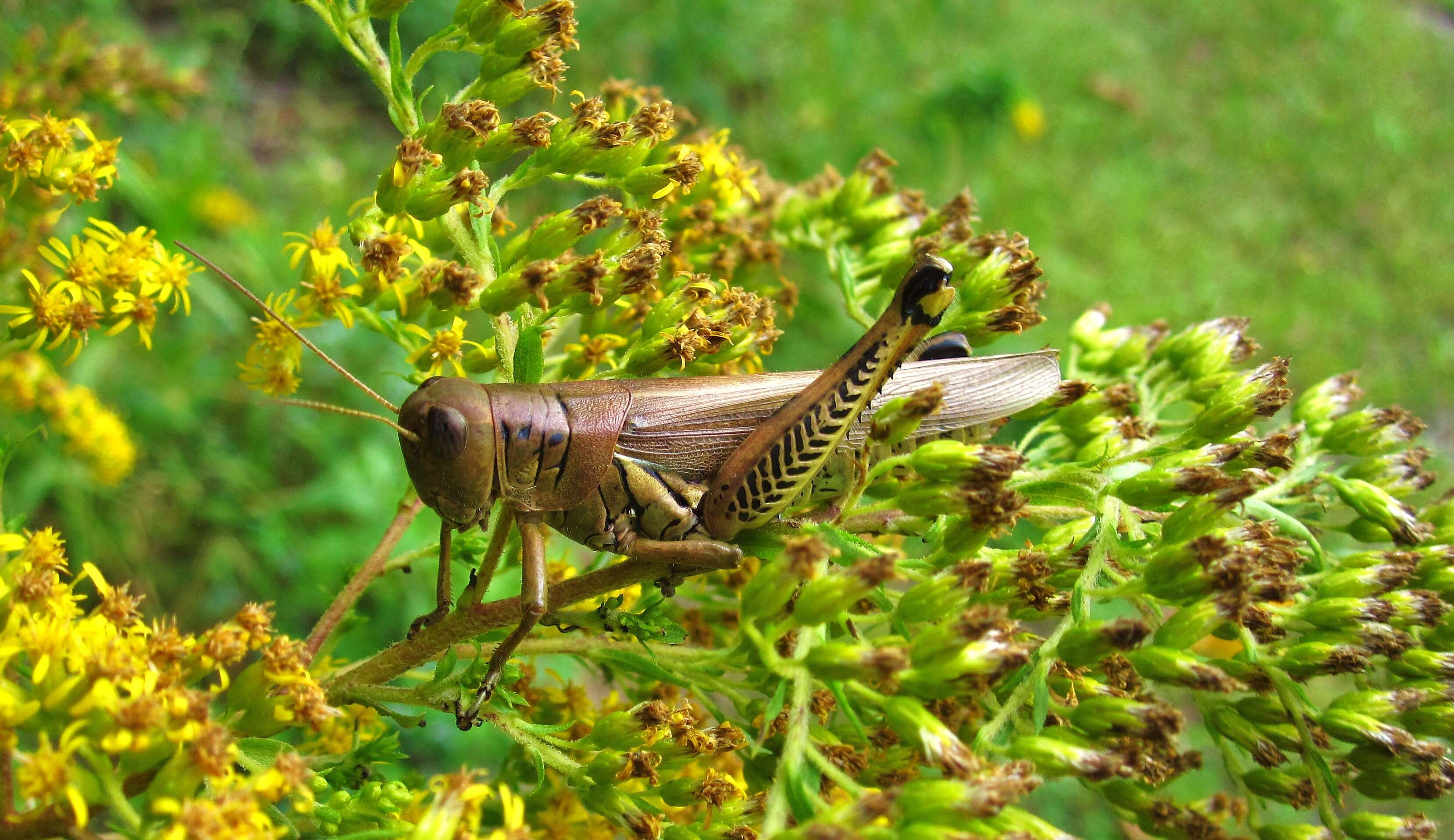 Sivun Melanoplus kuva