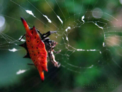 Image of Spiny orb-weaver