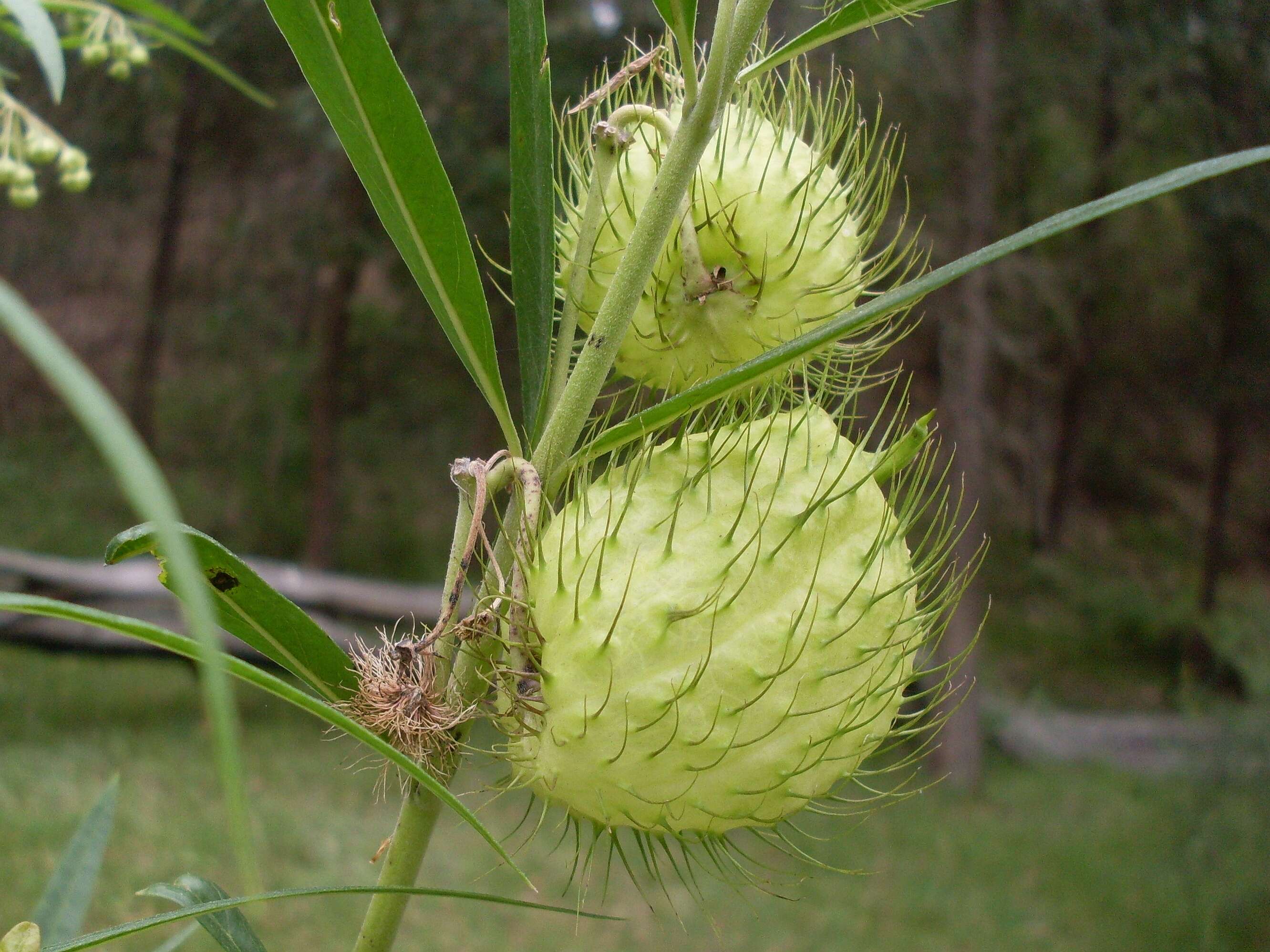 Image of Gomphocarpus