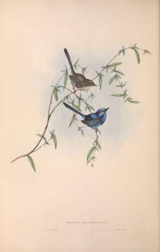 Sivun Malurus splendens (Quoy & Gaimard 1832) kuva
