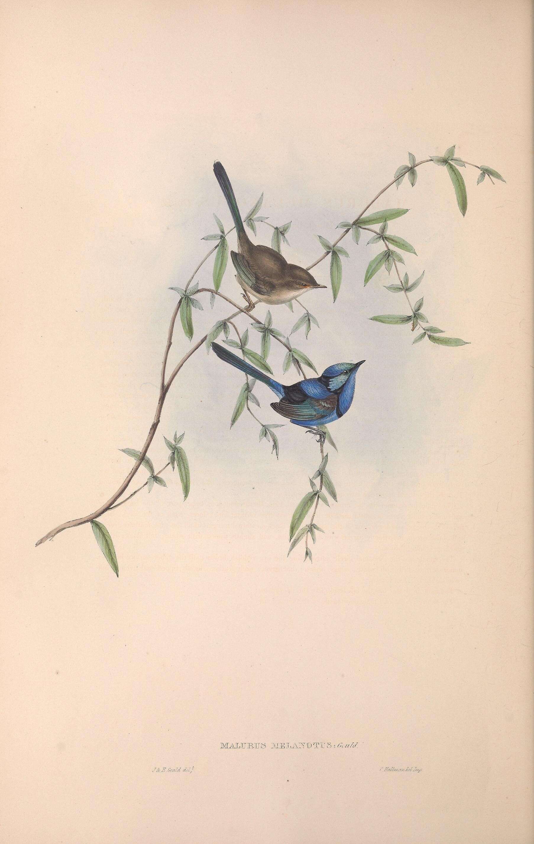 Sivun Malurus splendens (Quoy & Gaimard 1832) kuva