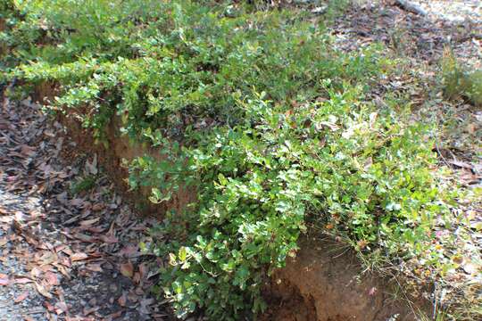 Image of Grevillea bedggoodiana J. H. Willis ex Mc Gill.