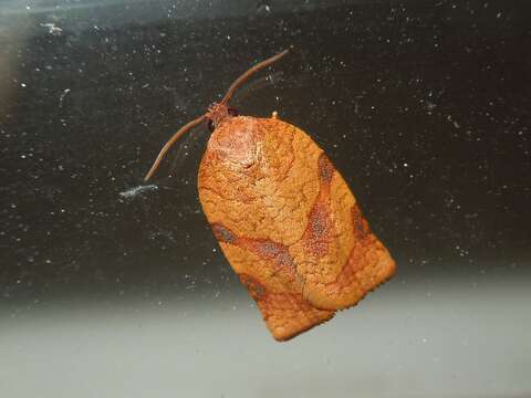 Image of Spotted Fireworm Moth