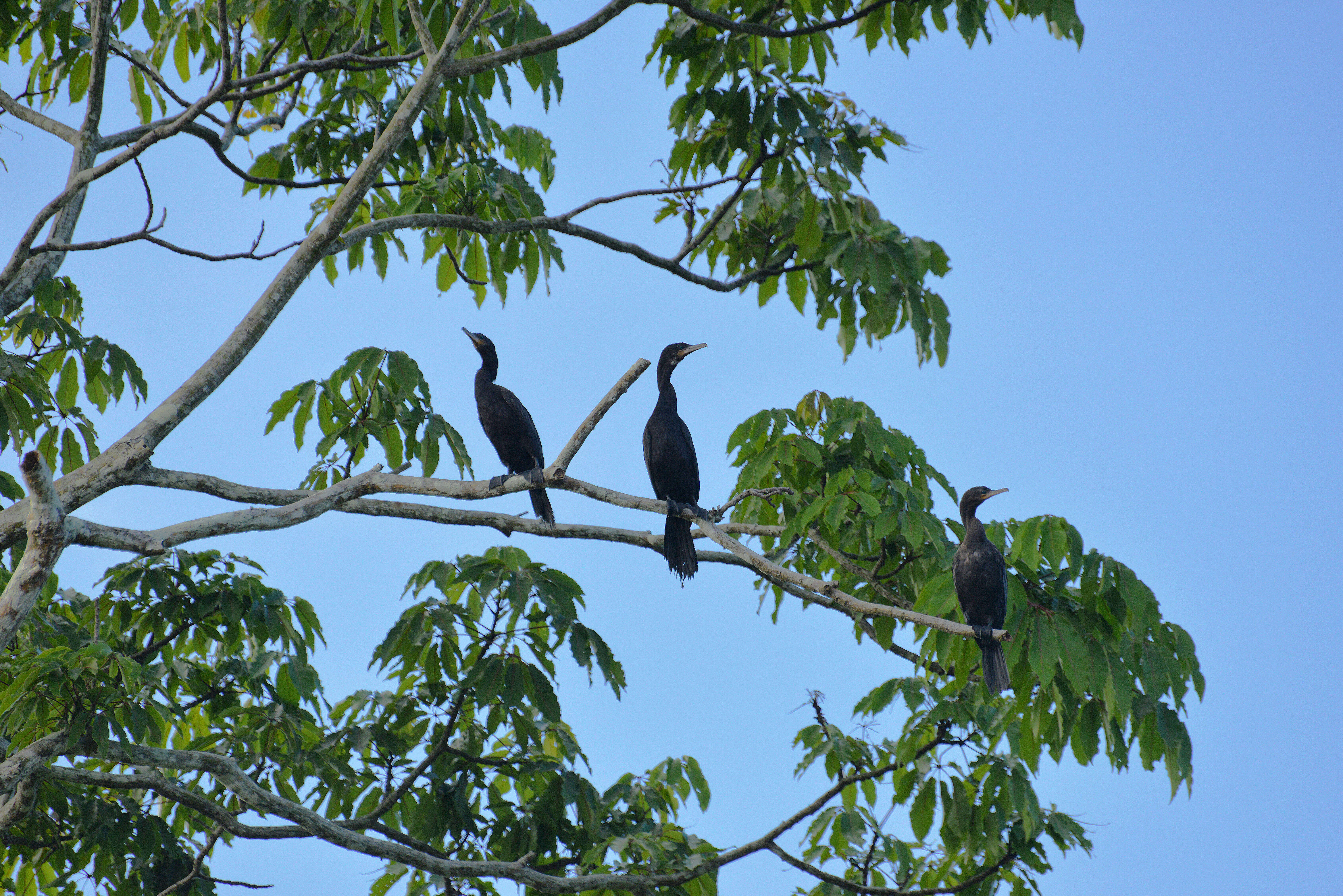 Image of neotropic cormorant