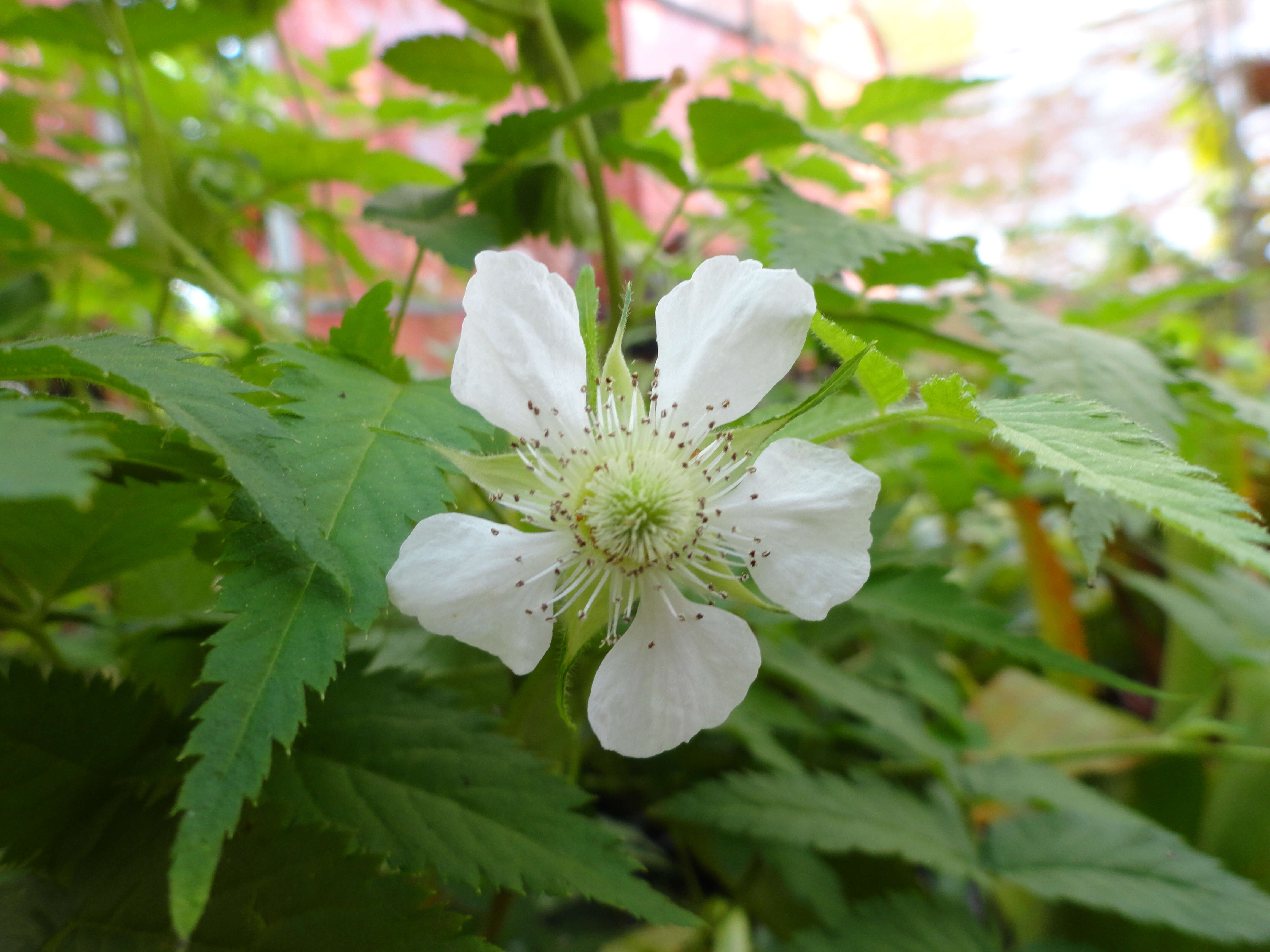 Image of Big Blackberry