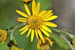 Image of Senecio albopurpureus Kitam.