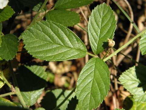 Image of sand blackberry