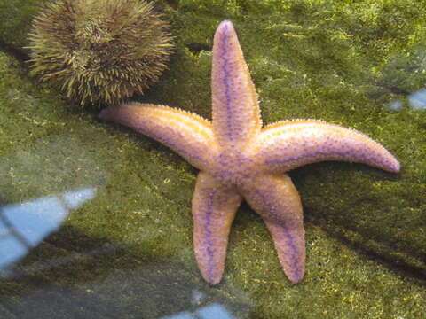 Слика од Pisaster brevispinus (Stimpson 1857)