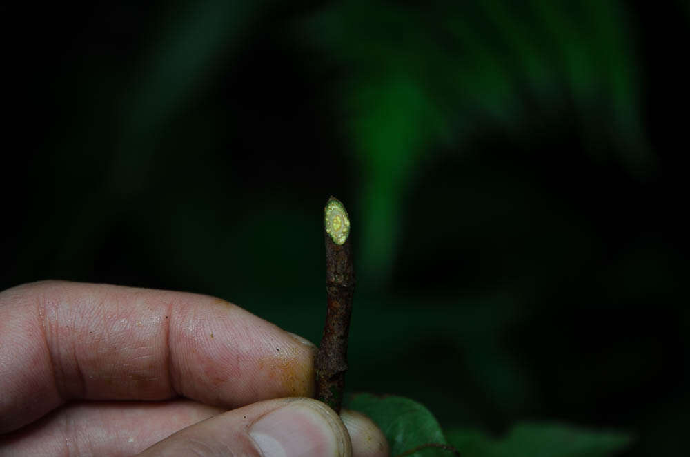 Imagem de Eberhardtia aurata (Pierre ex Dubard) Lecomte