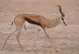 Image of Springbok