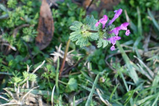 Image of common henbit