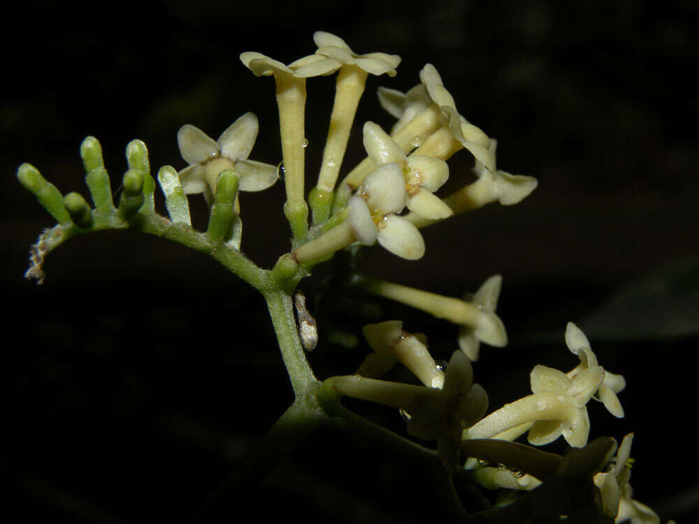 Image de Chomelia venulosa W. C. Burger & C. M. Taylor