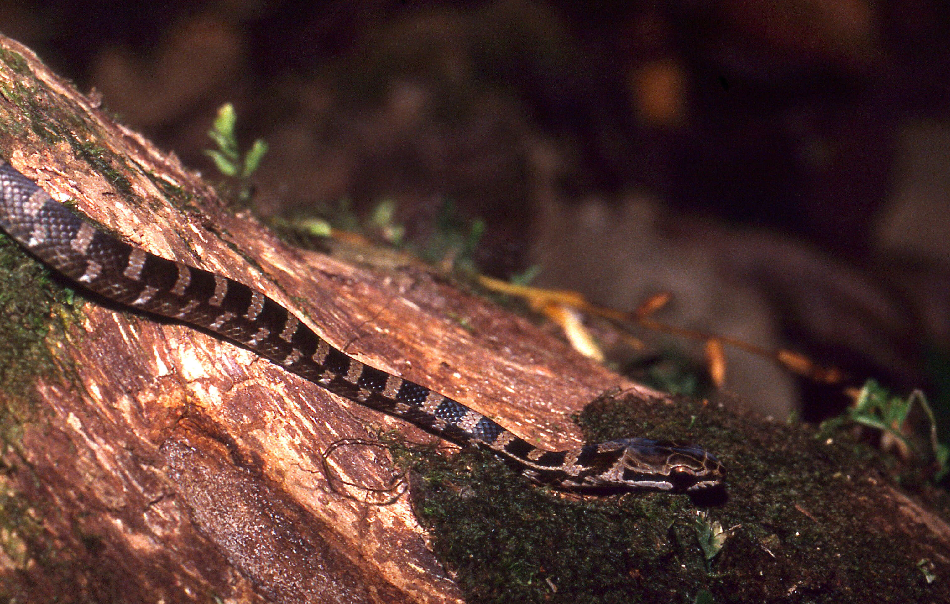 Image of Mastigodryas Amaral 1935