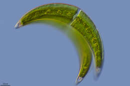 Image of Closterium moniliferum