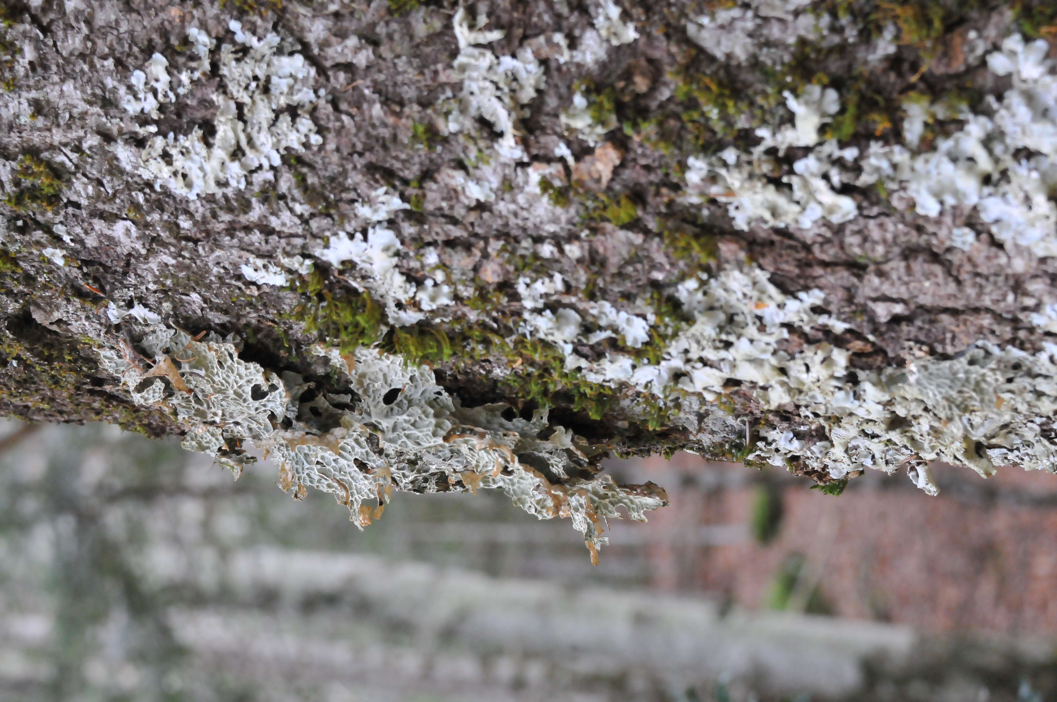 Image of lung lichen