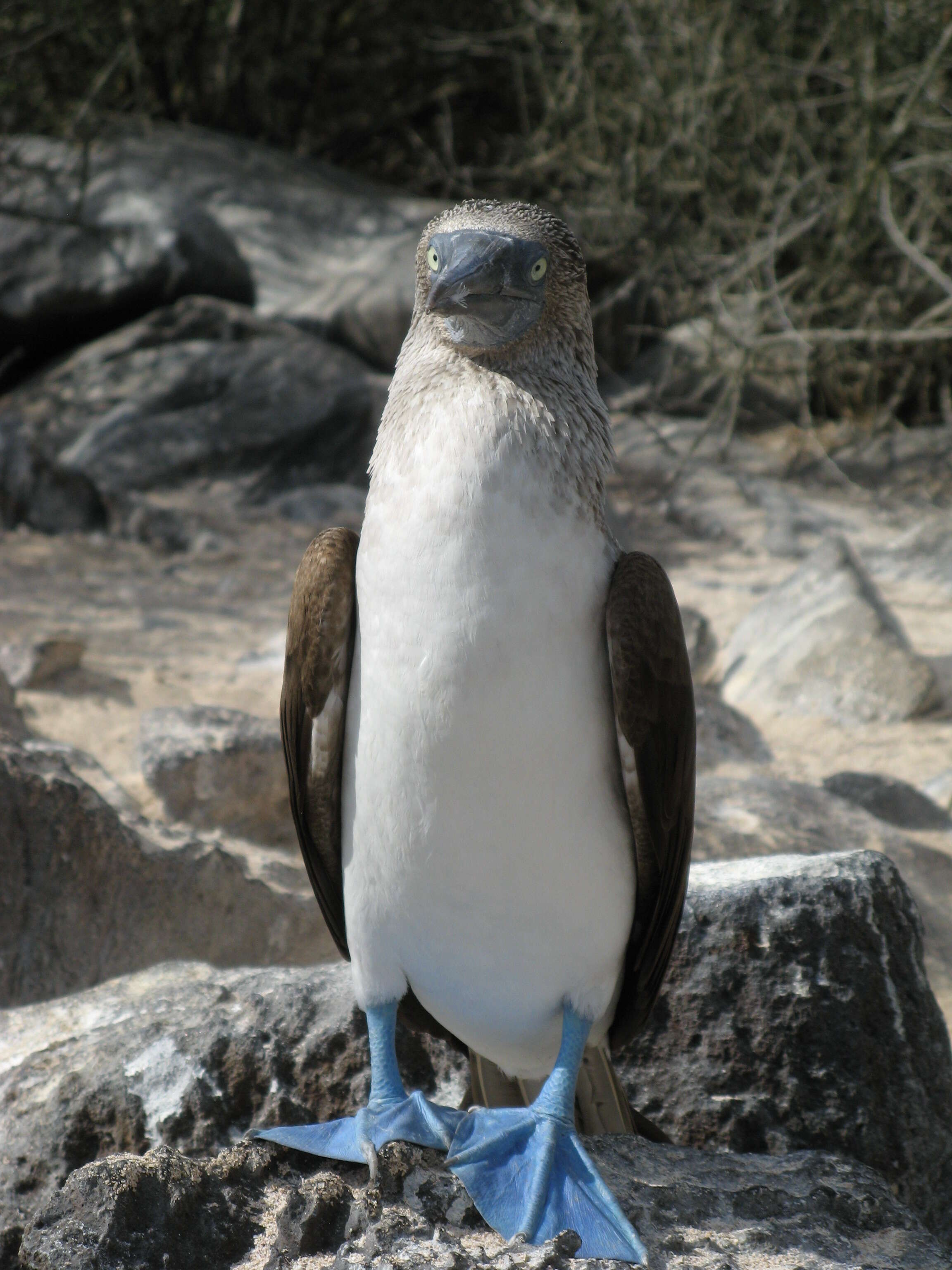 Image of Blue-footed Booby