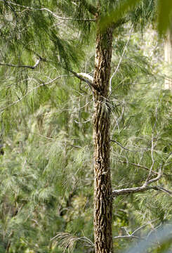 Image of forest-oak