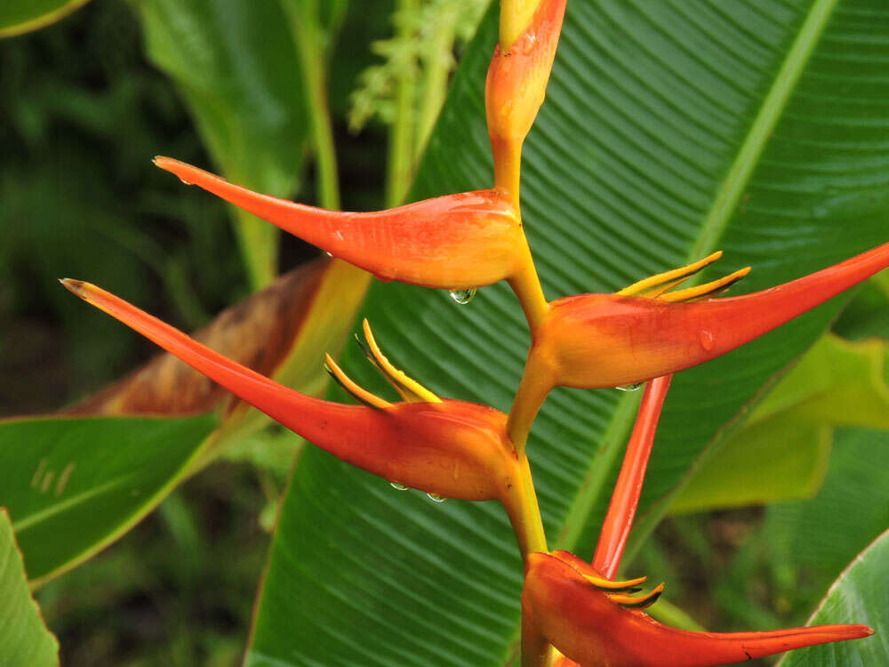 Plancia ëd Heliconia latispatha Benth.