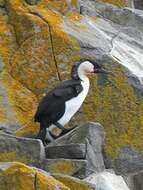 Image of Black-faced Cormorant