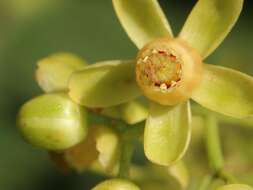 Imagem de Swietenia macrophylla G. King