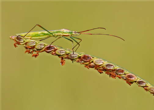 Image of Rice Bugs