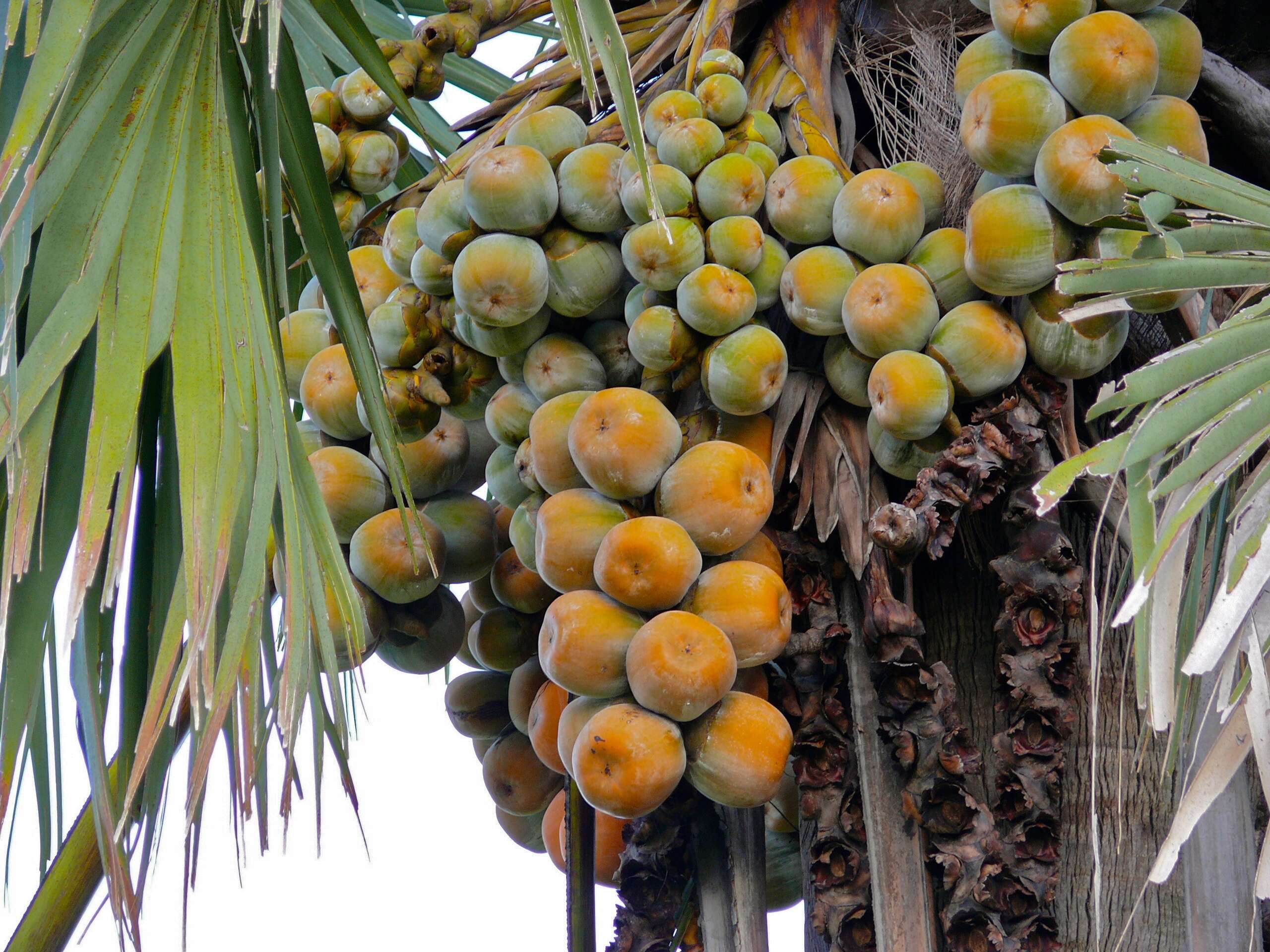 Image of borassus palm