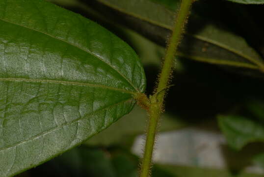 Imagem de Duboscia macrocarpa Bocq.