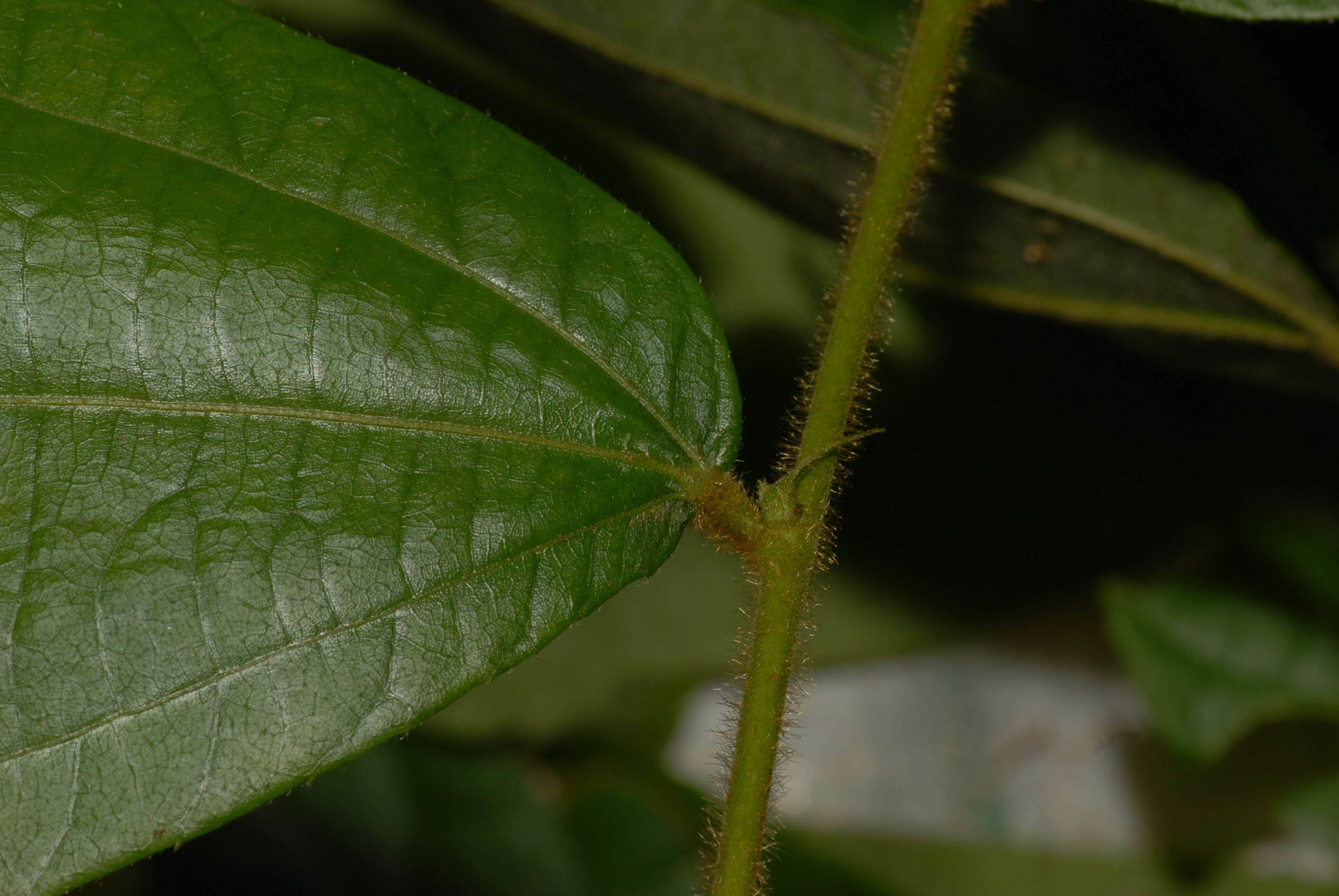 Слика од Duboscia macrocarpa Bocq.