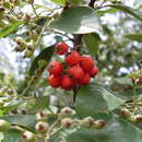 Image of bright-bead cotoneaster