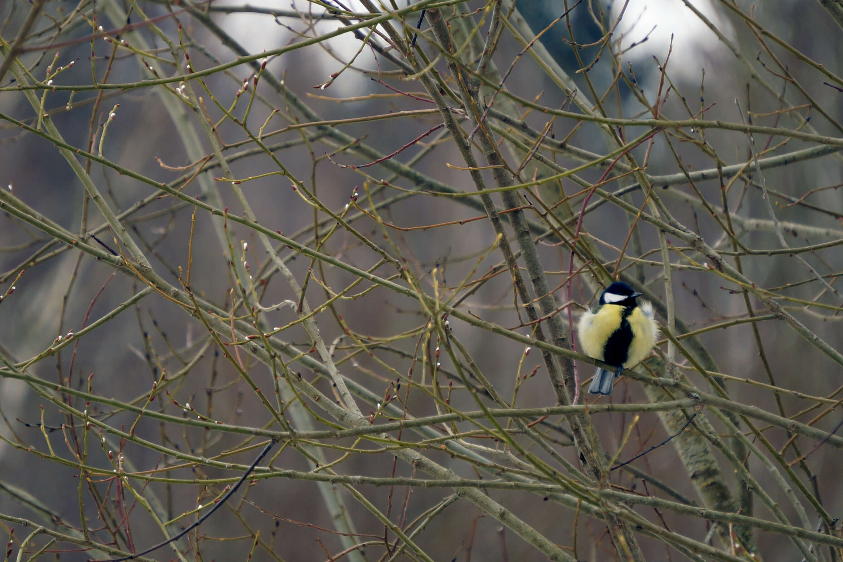 Image of Parus Linnaeus 1758