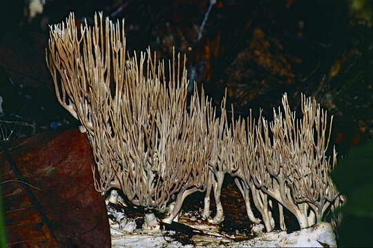 Lentaria resmi