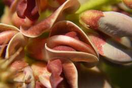 Image of groundnut