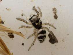 Image of Salticus propinquus Lucas 1846
