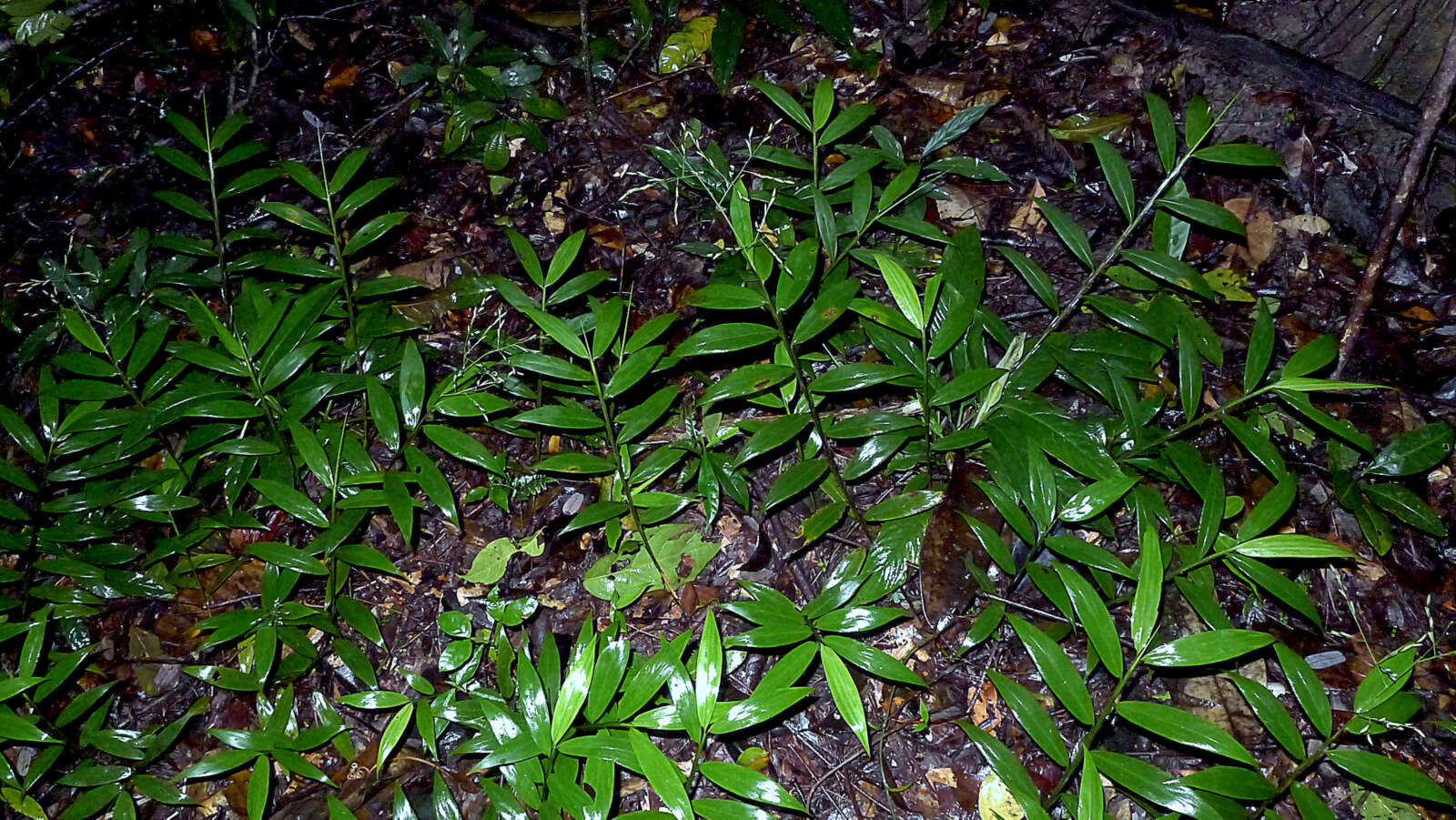 Image of creeping stalkgrass