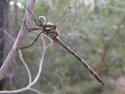 Image of Sentry Dragonfly