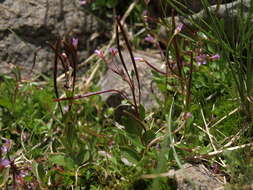 Image of willowherb